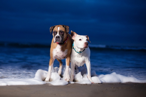 Das Dogs On Sea Coast Wallpaper 480x320