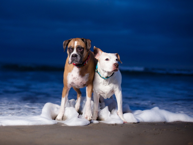 Das Dogs On Sea Coast Wallpaper 640x480