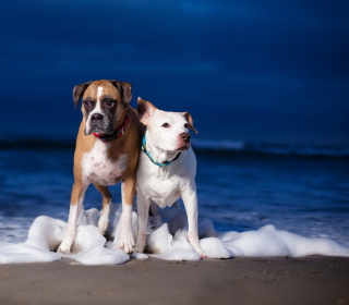 Kostenloses Dogs On Sea Coast Wallpaper für iPad 2