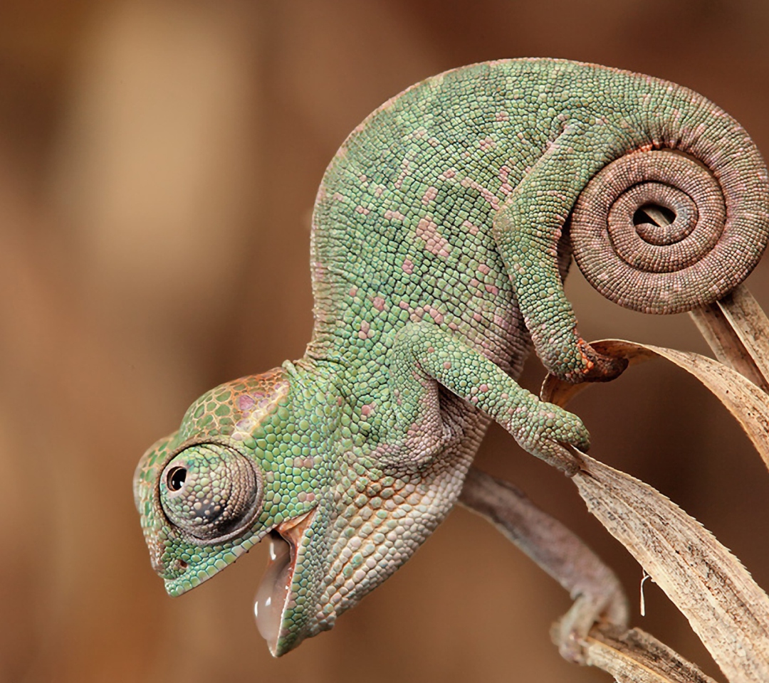 Das Chameleon Macro Wallpaper 1080x960