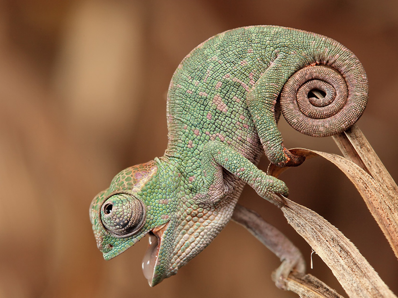 Обои Chameleon Macro 1280x960