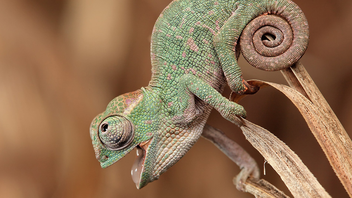 Das Chameleon Macro Wallpaper 1366x768