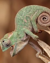 Chameleon Macro wallpaper 176x220