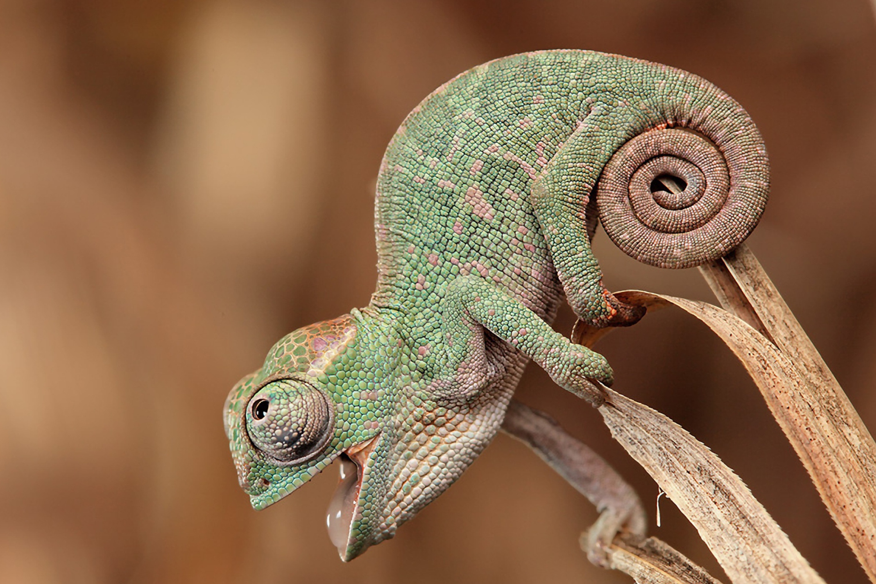 Chameleon Macro screenshot #1 2880x1920