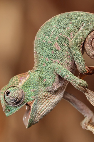 Chameleon Macro wallpaper 320x480