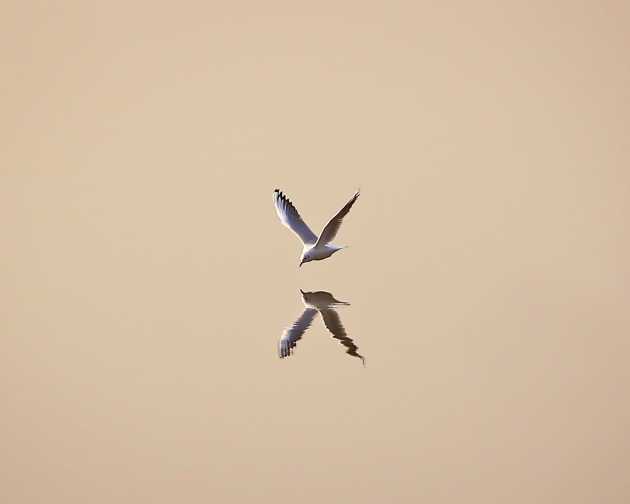 Seagull Reflection wallpaper 1280x1024