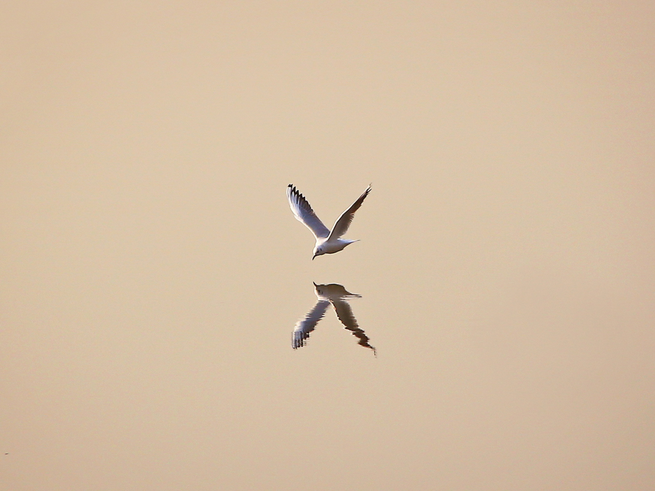 Seagull Reflection wallpaper 1280x960