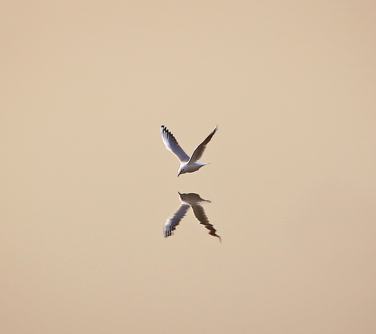 Seagull Reflection wallpaper 1440x1280