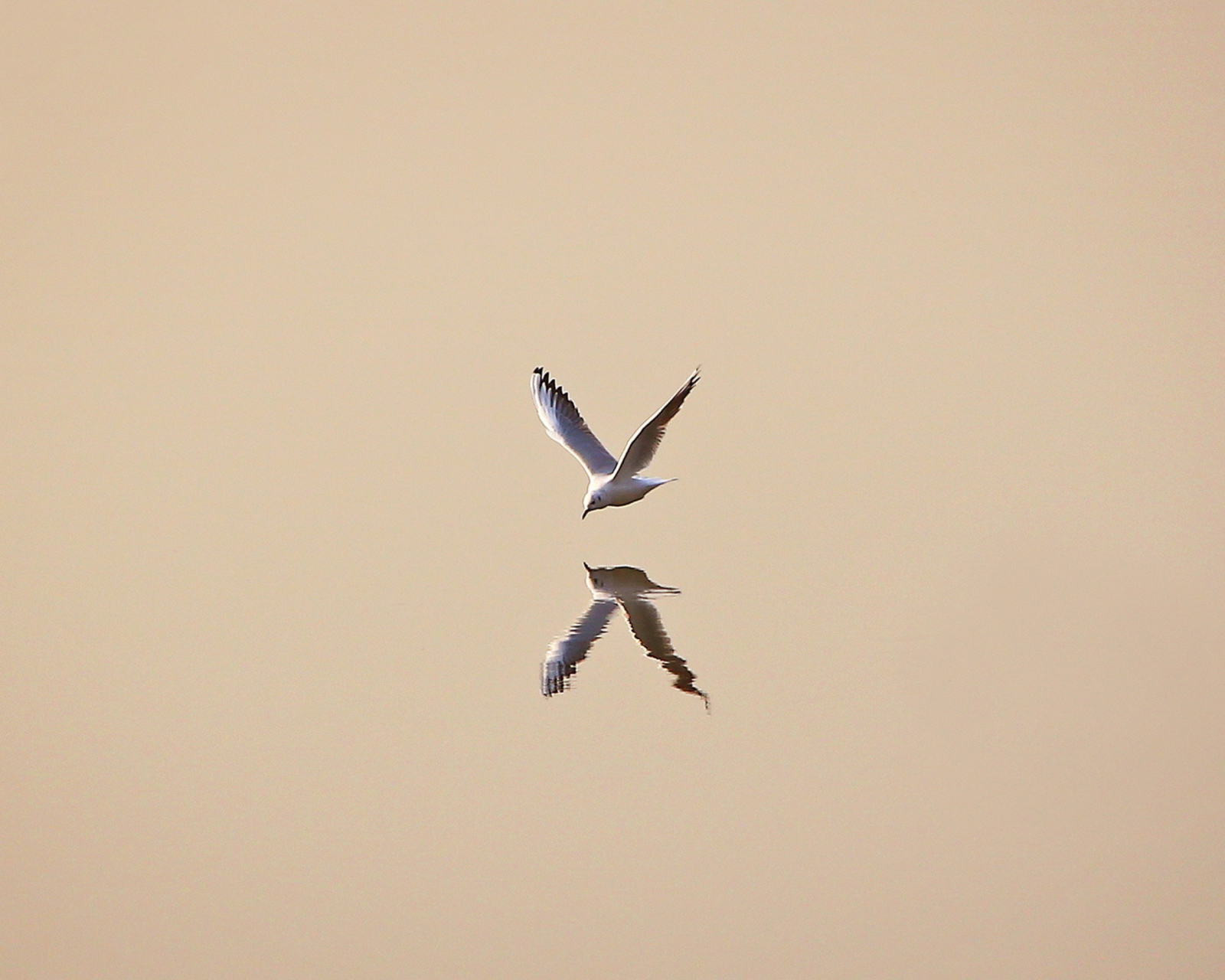 Sfondi Seagull Reflection 1600x1280