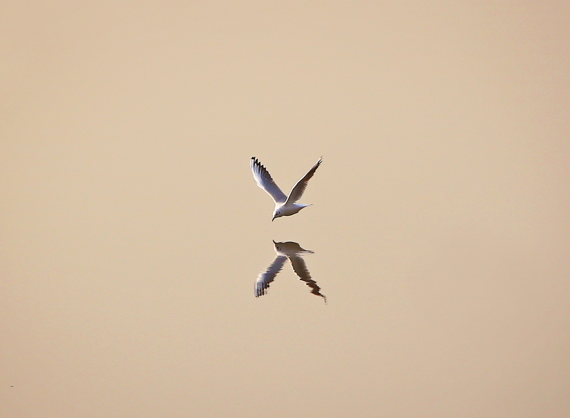 Fondo de pantalla Seagull Reflection 1920x1408