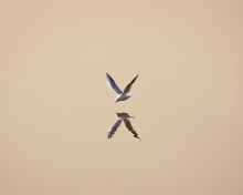 Обои Seagull Reflection 220x176