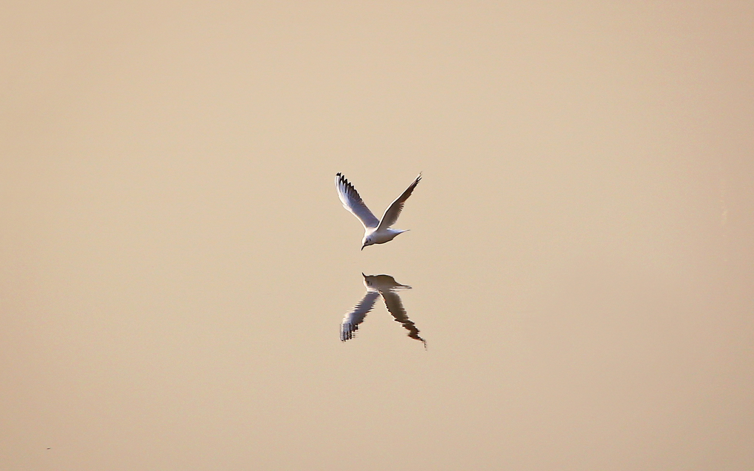 Seagull Reflection wallpaper 2560x1600