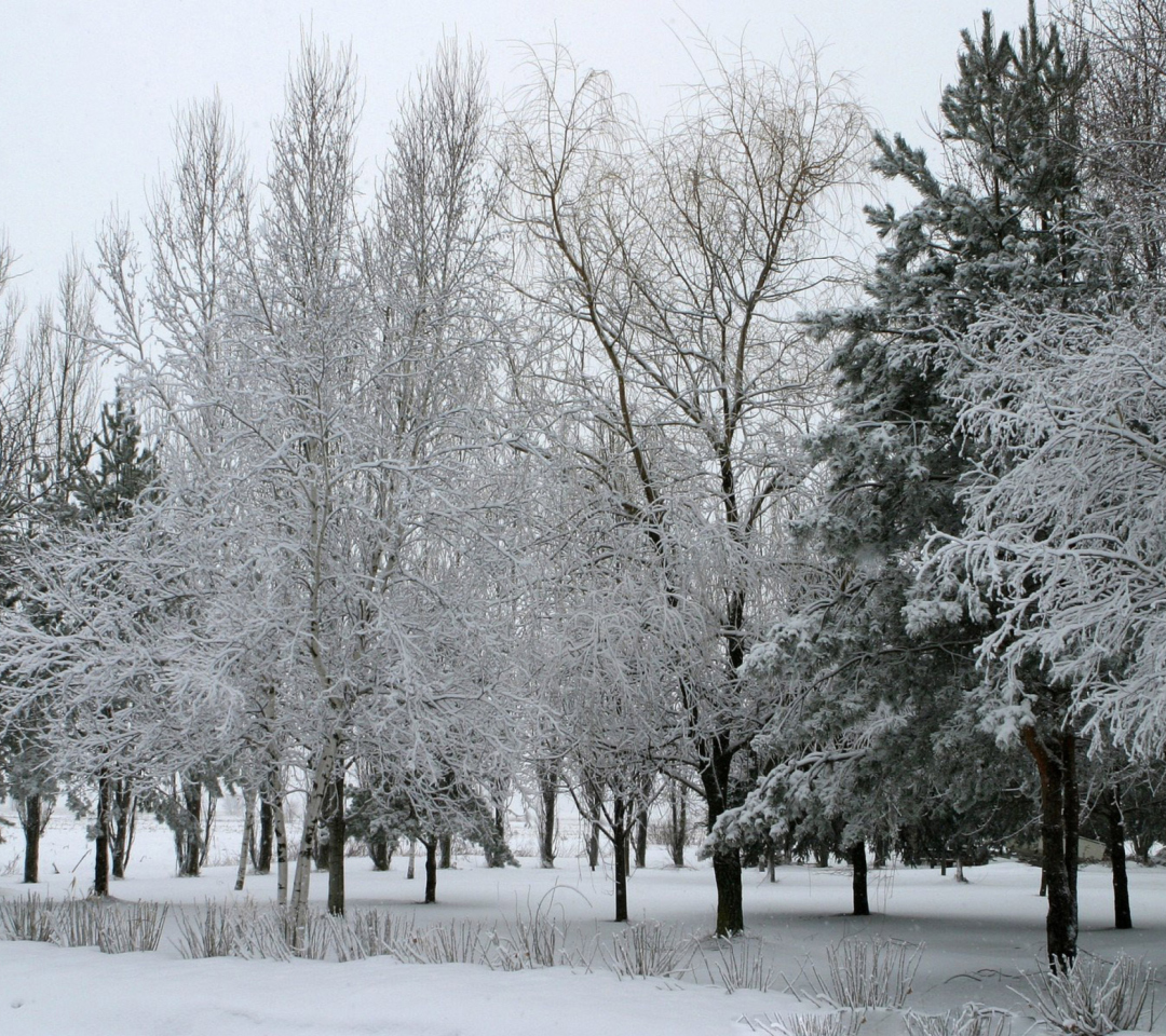 Winter Forest screenshot #1 1080x960