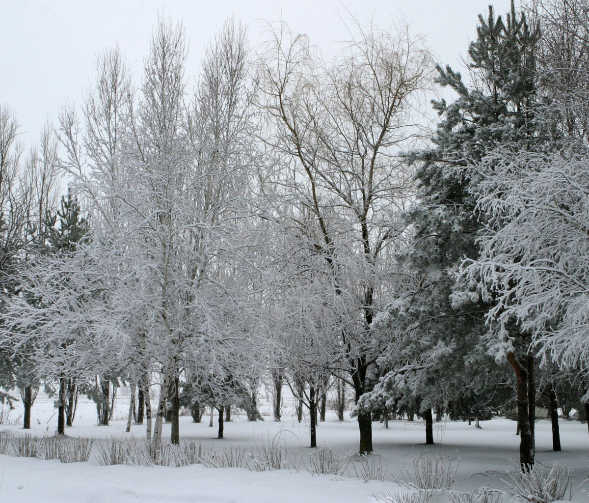 Обои Winter Forest 1200x1024