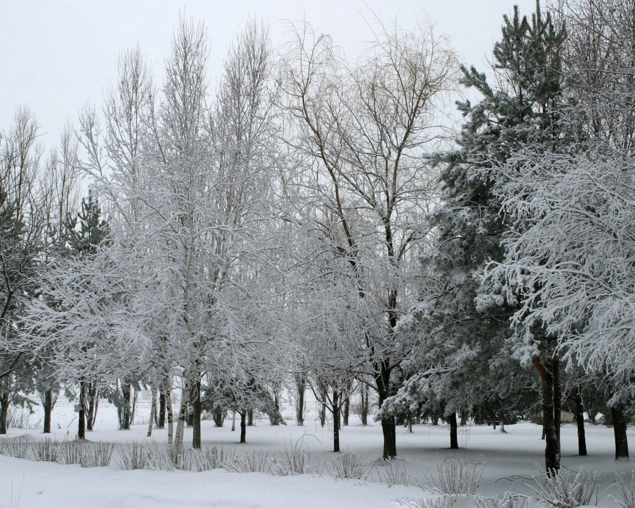 Обои Winter Forest 1280x1024