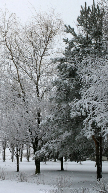 Winter Forest screenshot #1 360x640