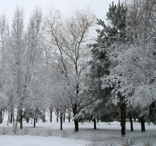 Winter Forest - Fondos de pantalla gratis para 1024x1024