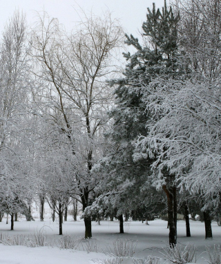 Winter Forest - Obrázkek zdarma pro Nokia Asha 305