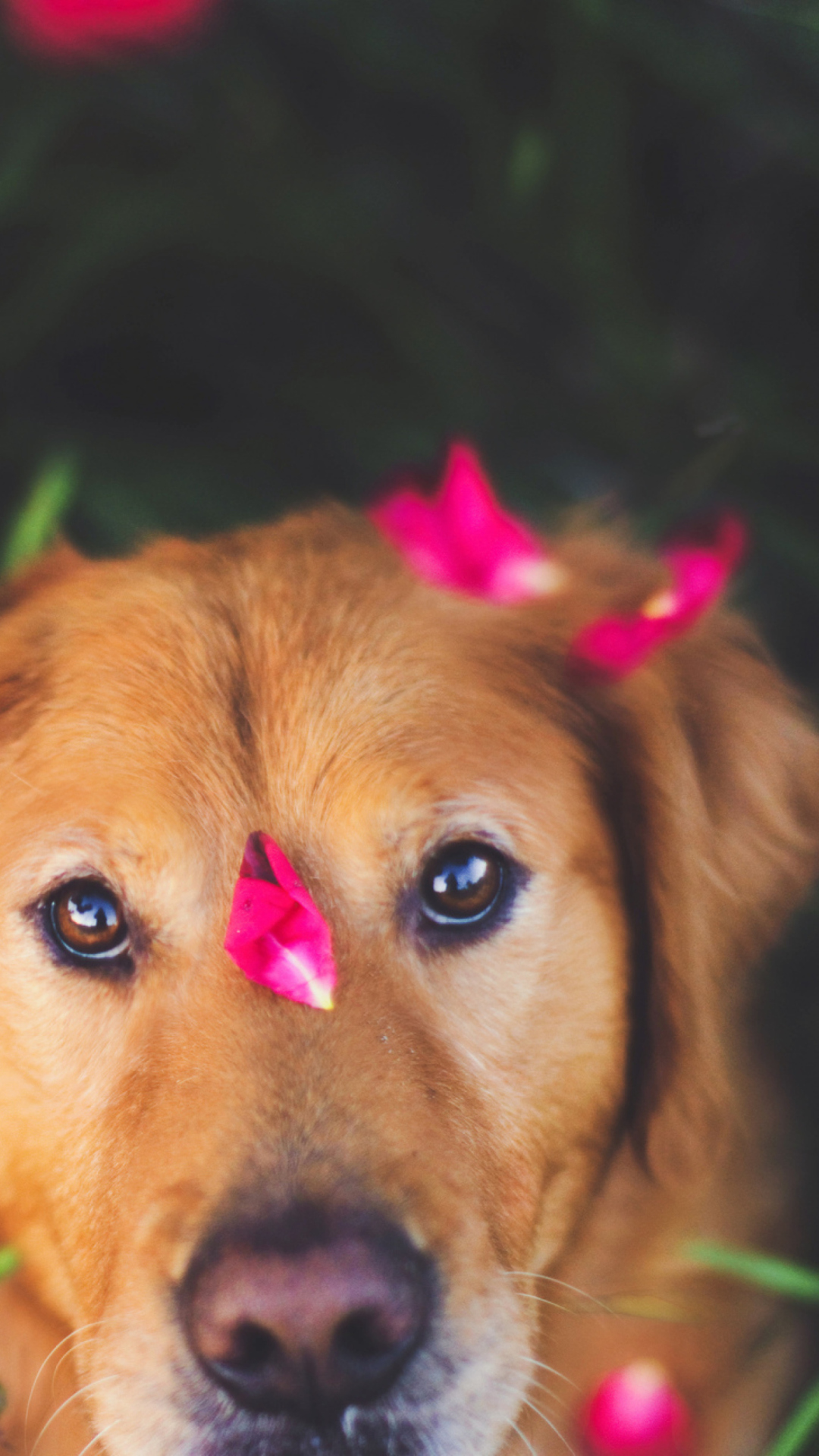Dog And Pink Flower Petals wallpaper 1080x1920
