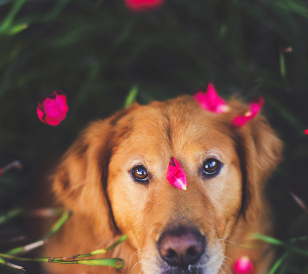 Das Dog And Pink Flower Petals Wallpaper 1080x960