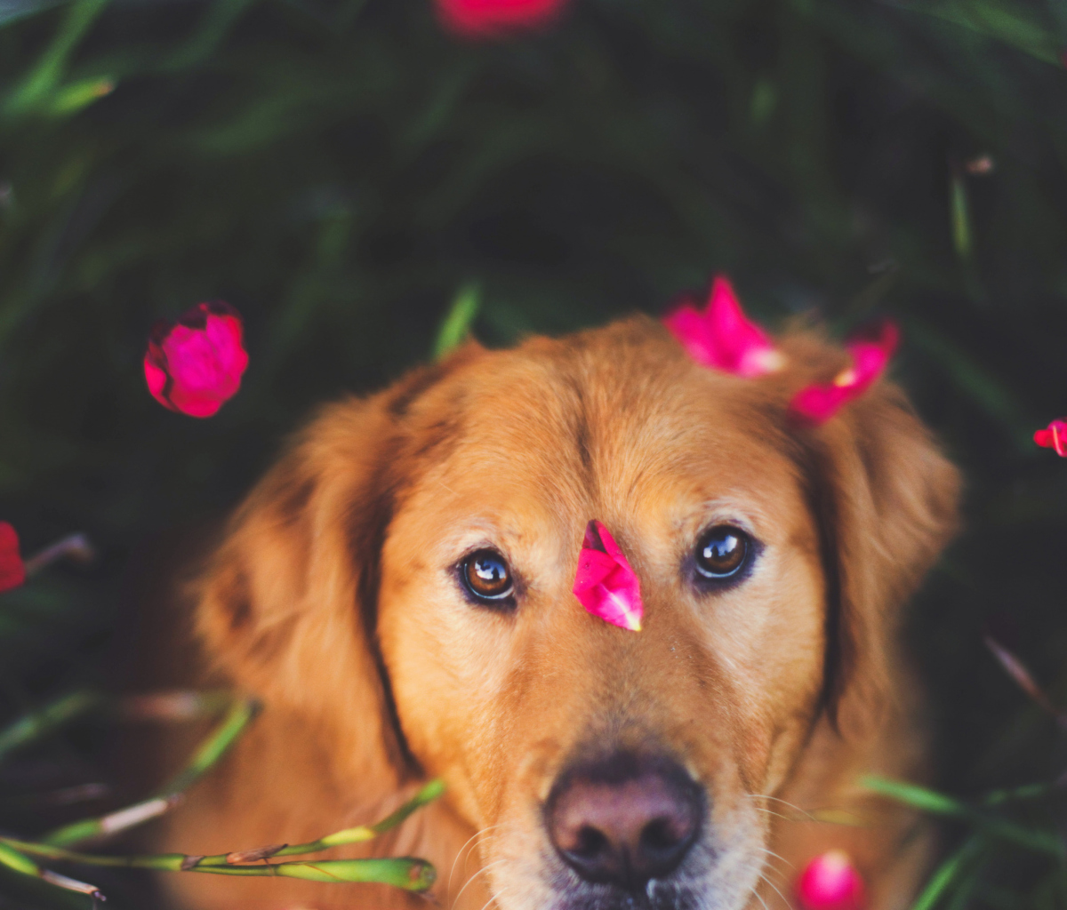Das Dog And Pink Flower Petals Wallpaper 1200x1024
