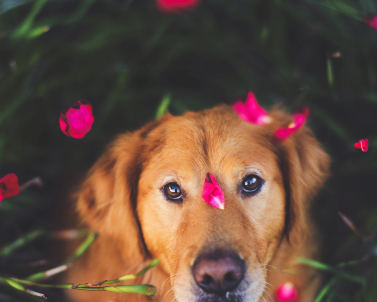 Das Dog And Pink Flower Petals Wallpaper 1280x1024
