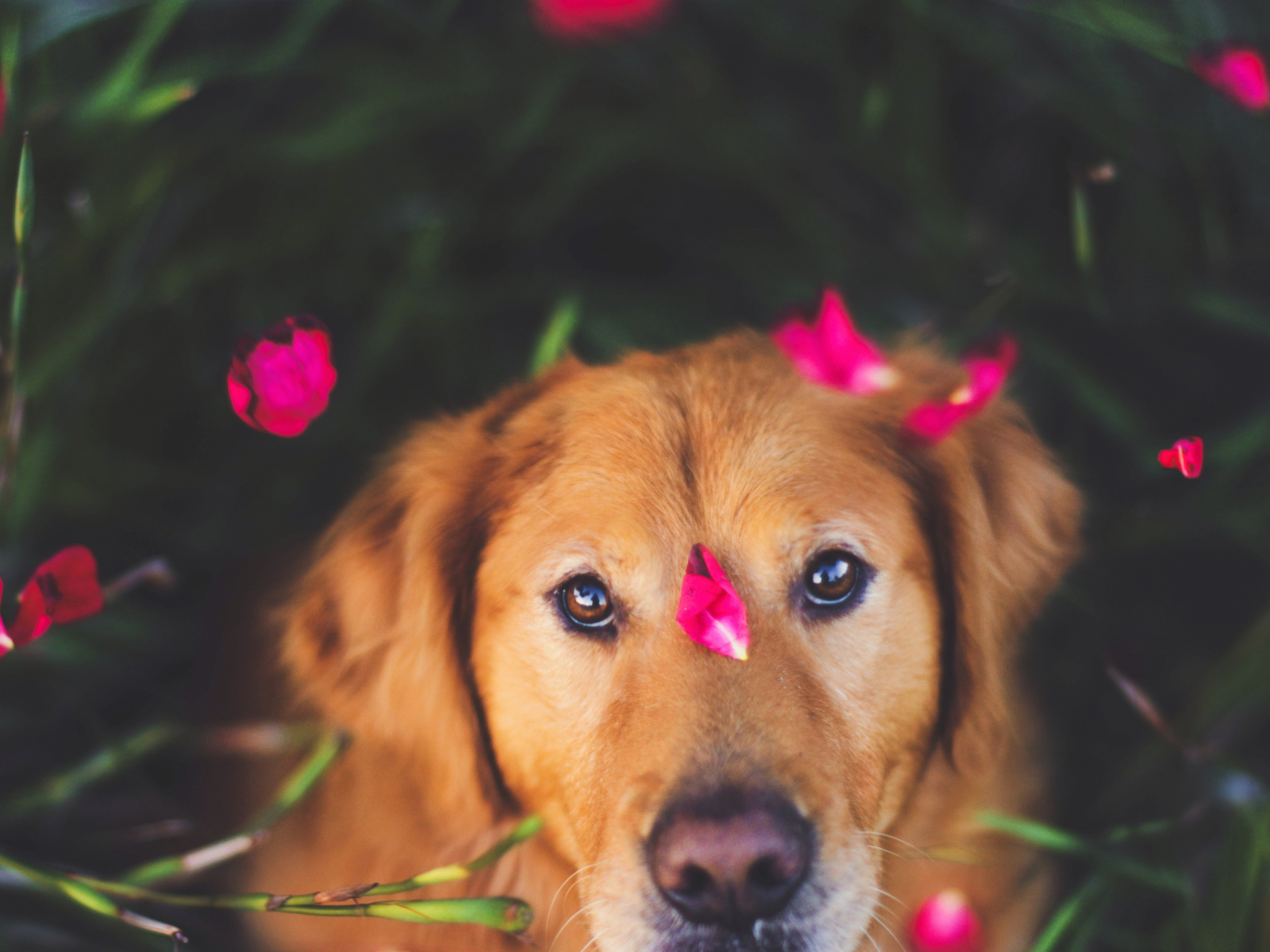 Dog And Pink Flower Petals screenshot #1 1600x1200