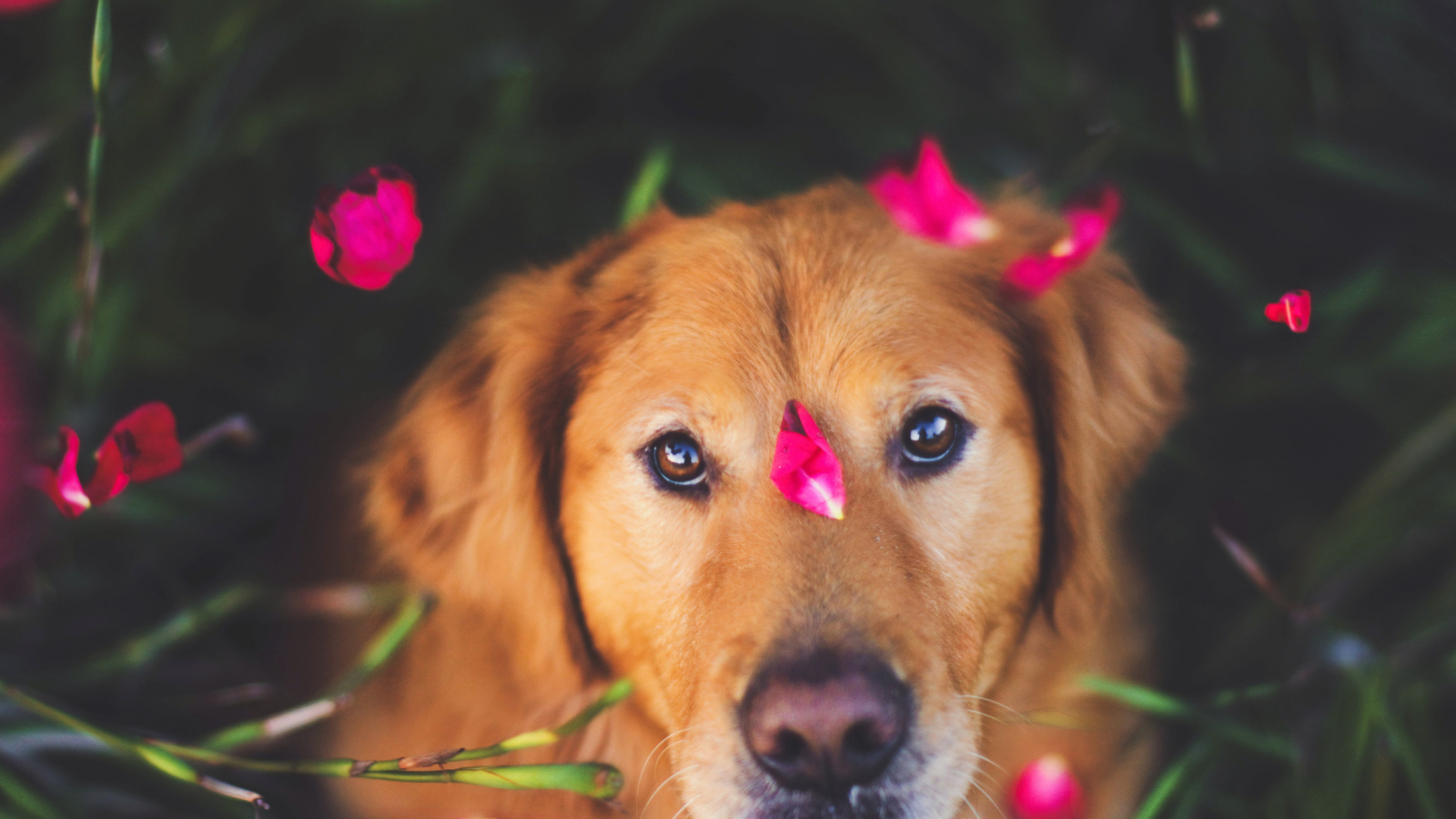 Das Dog And Pink Flower Petals Wallpaper 1600x900