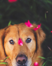 Das Dog And Pink Flower Petals Wallpaper 176x220