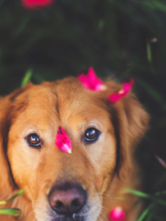 Das Dog And Pink Flower Petals Wallpaper 240x320