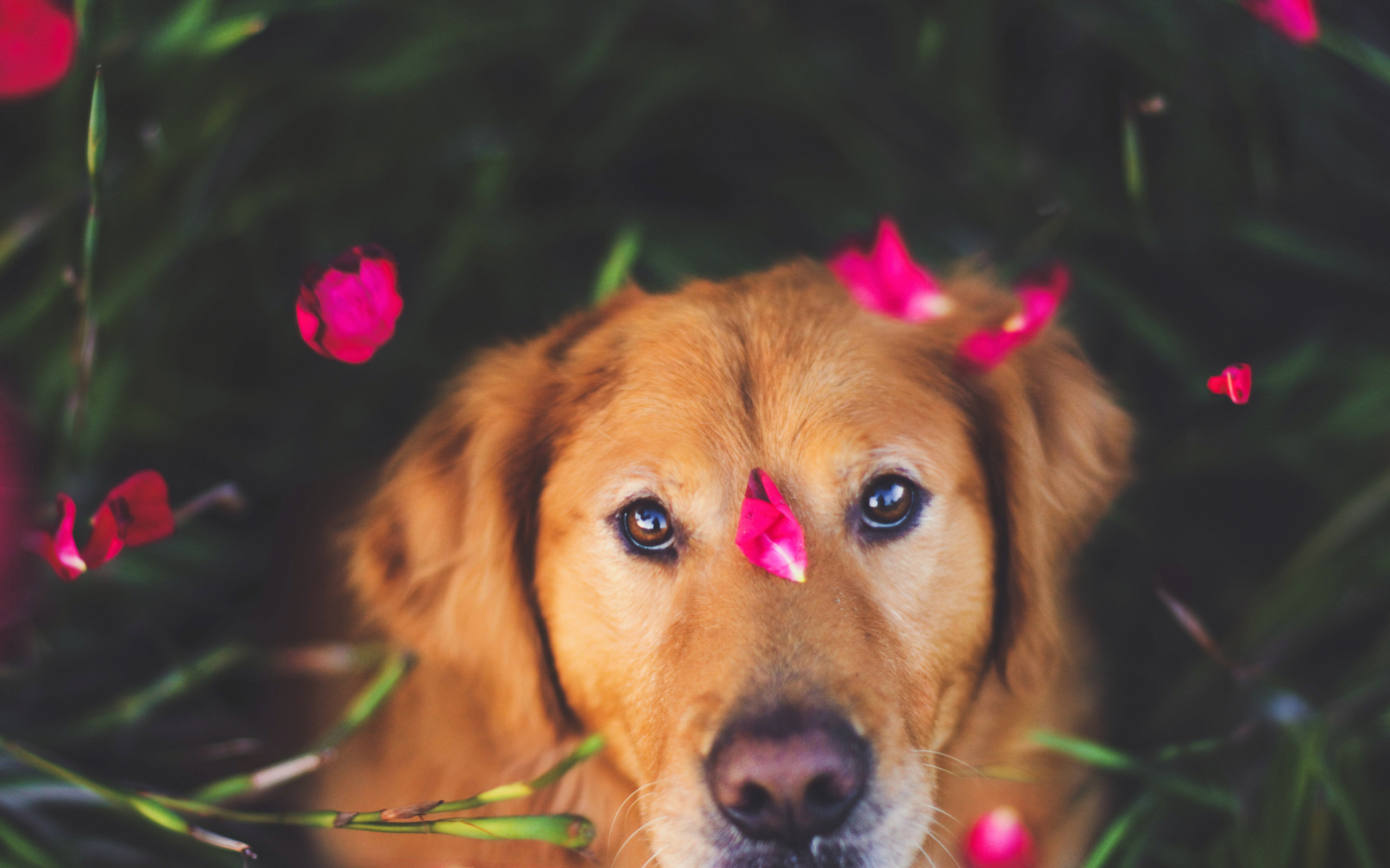 Das Dog And Pink Flower Petals Wallpaper 2560x1600