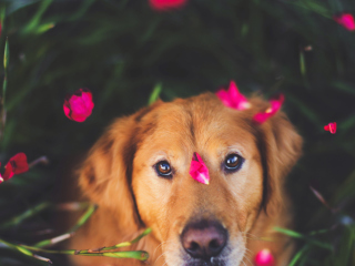 Das Dog And Pink Flower Petals Wallpaper 320x240