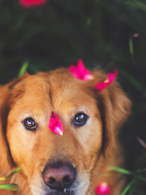 Das Dog And Pink Flower Petals Wallpaper 480x640