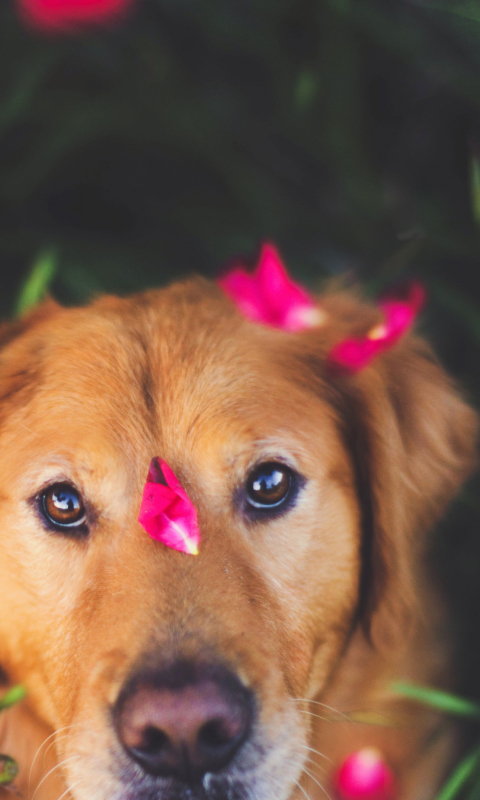Fondo de pantalla Dog And Pink Flower Petals 480x800