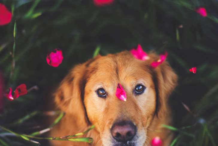 Das Dog And Pink Flower Petals Wallpaper