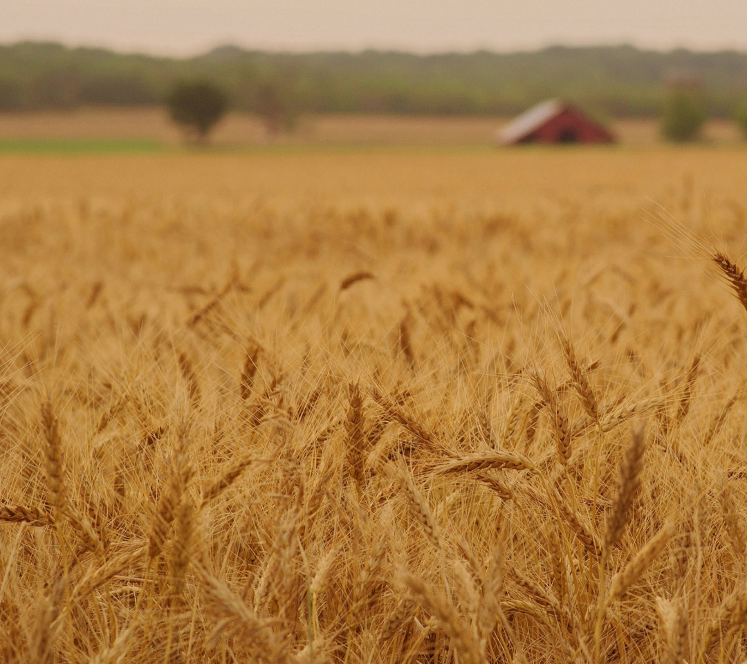 Ears of rye and wheat screenshot #1 1080x960