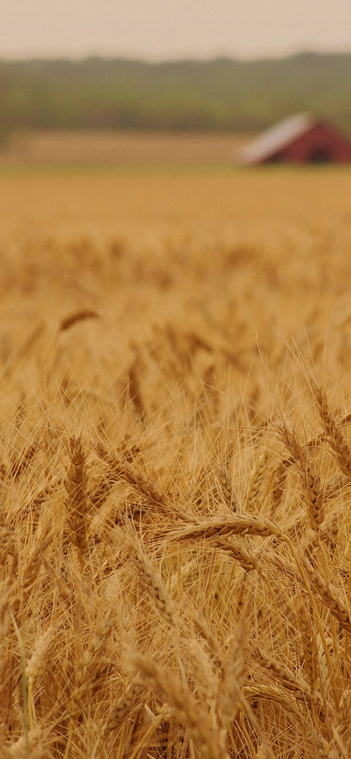 Screenshot №1 pro téma Ears of rye and wheat 1170x2532