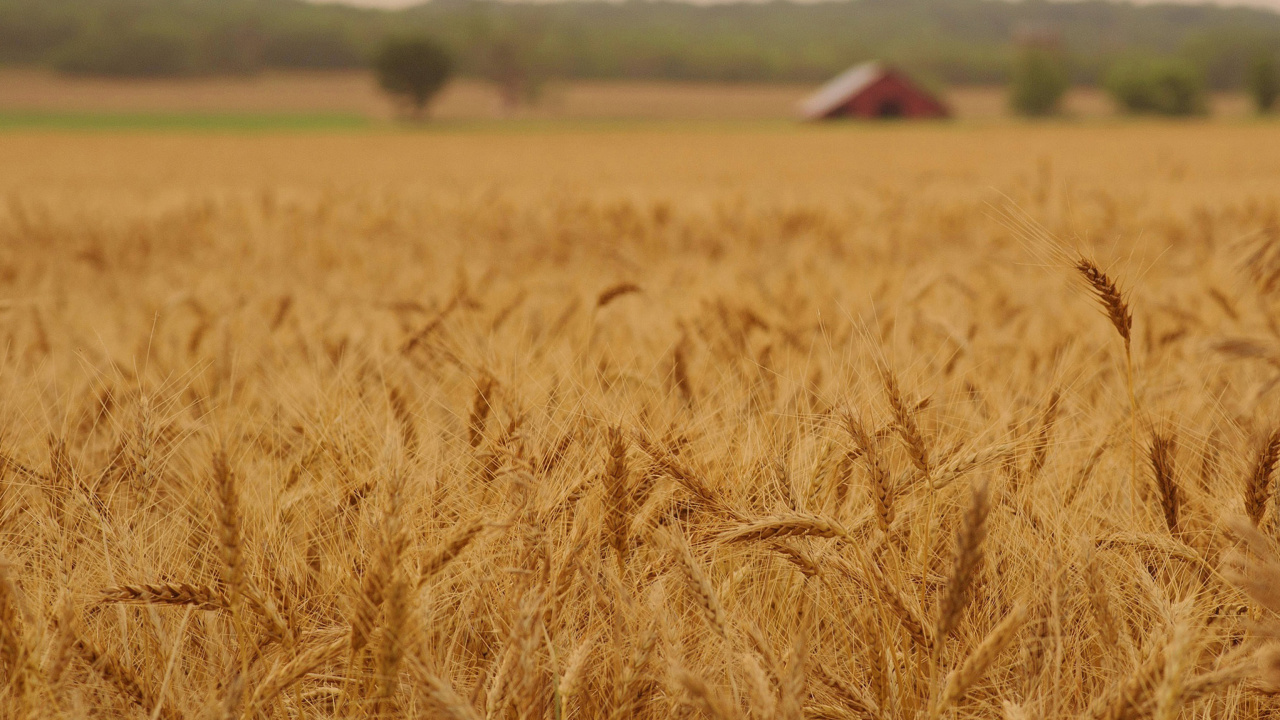 Fondo de pantalla Ears of rye and wheat 1280x720