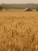 Fondo de pantalla Ears of rye and wheat 132x176