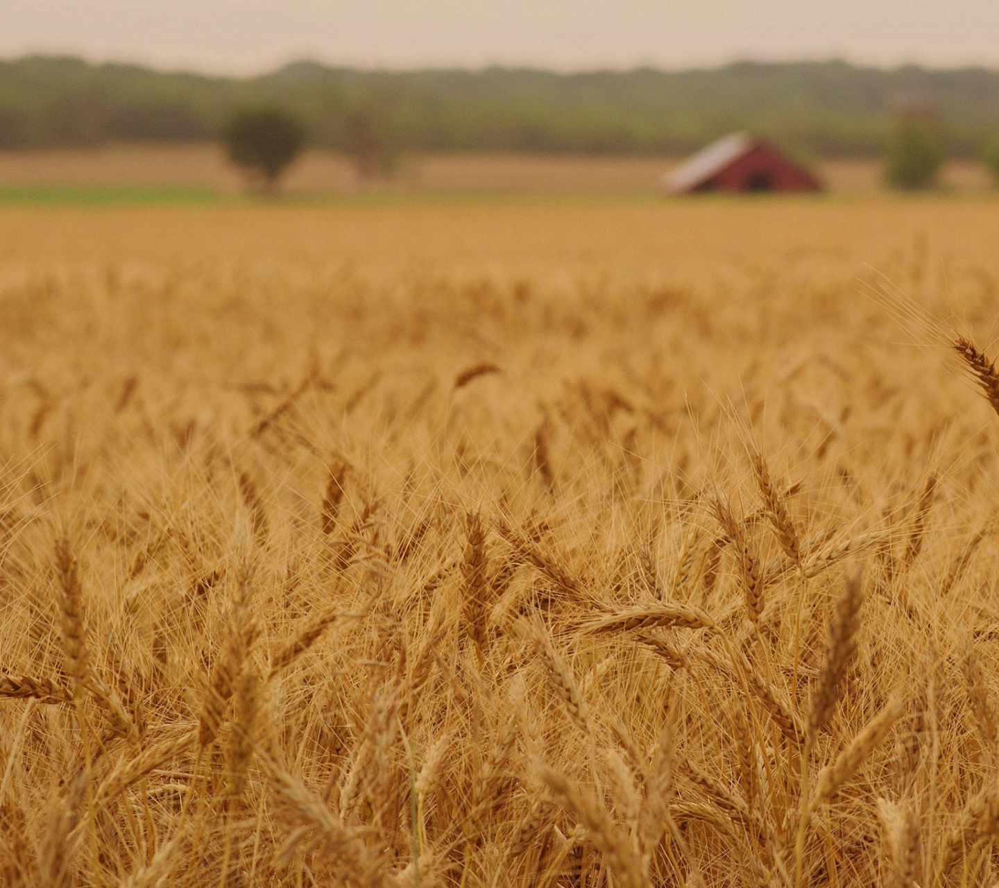 Ears of rye and wheat wallpaper 1440x1280