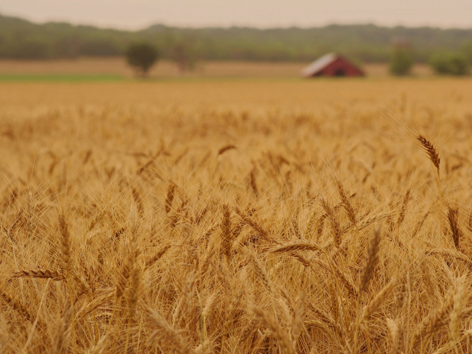 Ears of rye and wheat screenshot #1 1600x1200