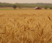 Ears of rye and wheat screenshot #1 176x144