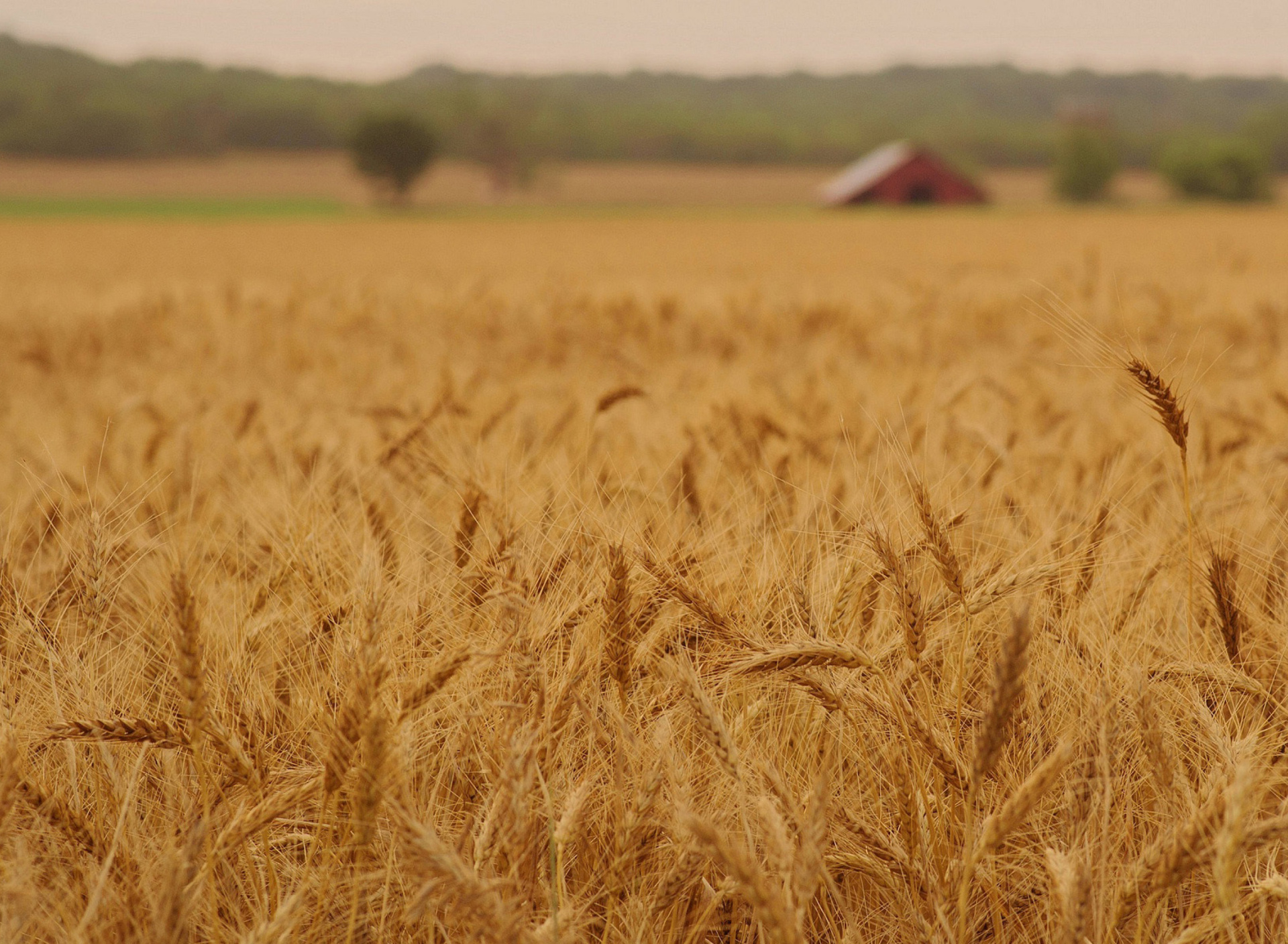 Обои Ears of rye and wheat 1920x1408