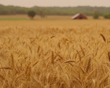 Ears of rye and wheat screenshot #1 220x176