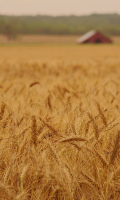 Ears of rye and wheat screenshot #1 240x400