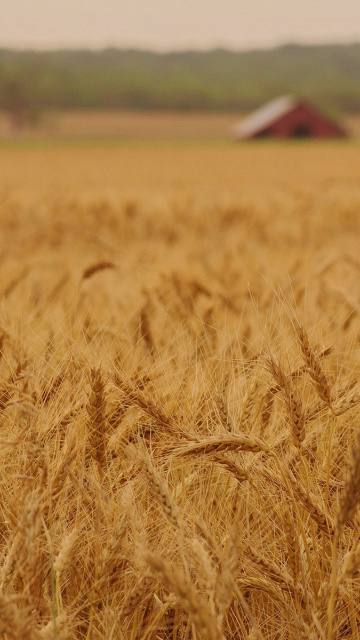 Das Ears of rye and wheat Wallpaper 360x640