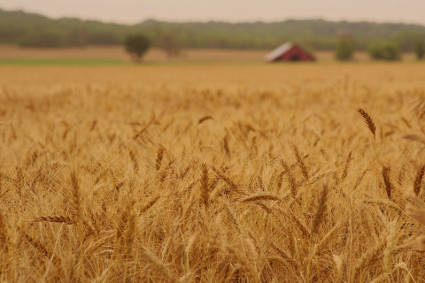 Ears of rye and wheat screenshot #1 480x320