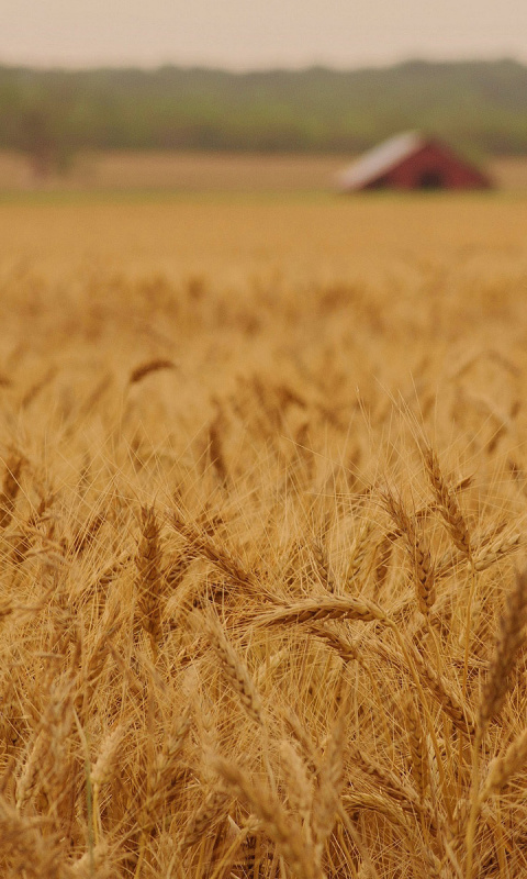 Ears of rye and wheat wallpaper 480x800