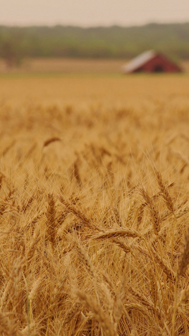 Fondo de pantalla Ears of rye and wheat 640x1136