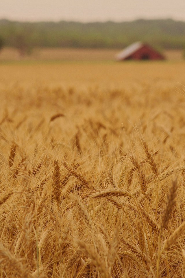 Das Ears of rye and wheat Wallpaper 640x960